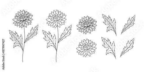 Chrysanthemum - november birth month flower, line art vector set in monochrome style. Hand drawn botanical illustration. Floral sketch expressing individuality, minimalism and tattoo design concepts.