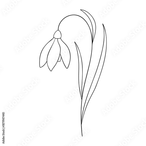 January birth month flower snowdrop, line art vector, black and white botanical illustration, elegant floral sketch, minimalist outline drawing, hand drawn monochrome flower design, vintage aesthetic