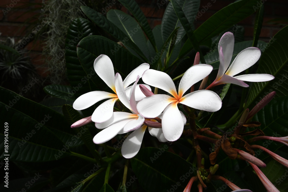 Fototapeta premium white flowers