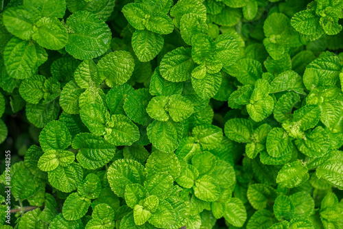 Top view of fresh green mint leaves texture background.