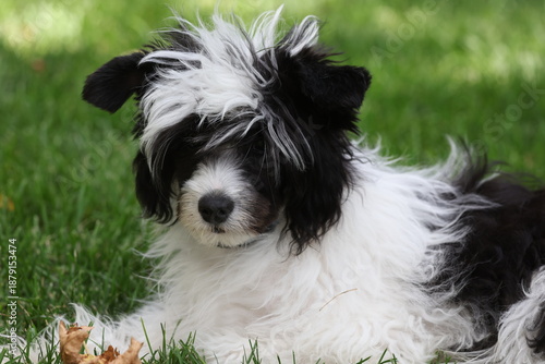 Quadro su tela Portrait of a Black and White Chinese Crested Powderpuff