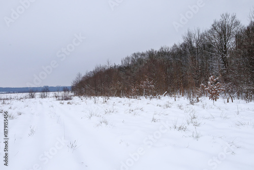 Wallpaper Mural ​A snowy field road leads along a dense deciduous forest under a low gray sky on a winter day. The pure white blanket hides the terrain, creating a minimalist and peaceful landscape that captures the  Torontodigital.ca