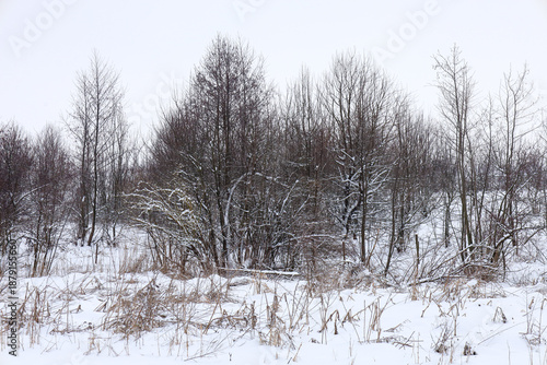 Wallpaper Mural A group of leafless deciduous trees and shrubs stands in the middle of a snowy wasteland under a pale winter sky. Thin branches are partially covered with frost or snow, and in the foreground, dry las Torontodigital.ca