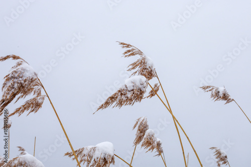 A close-up of reed inflorescences bowing under the weight of fresh white snow against a bright cloudy sky. The thin golden stems contrast with the cold white color, creating an elegant and laconic win