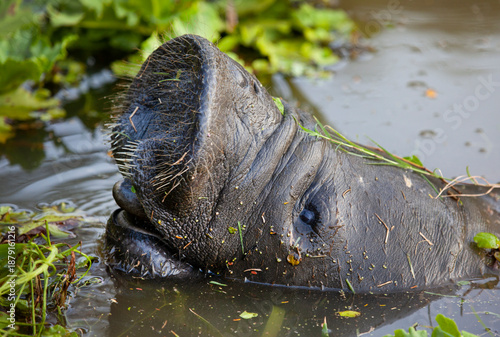 The head of a Manatee (lat. Trichechus) on the surface of the water in a pond against a background of green grass. Animals, mammals, predators.