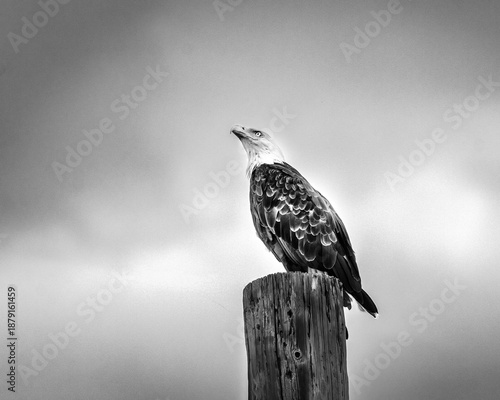 A Bald Eagle taking advantage of a lofty perch.