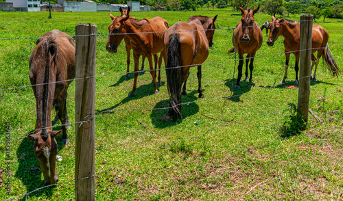 Tableau sur toile cavalos marrons no pasto
