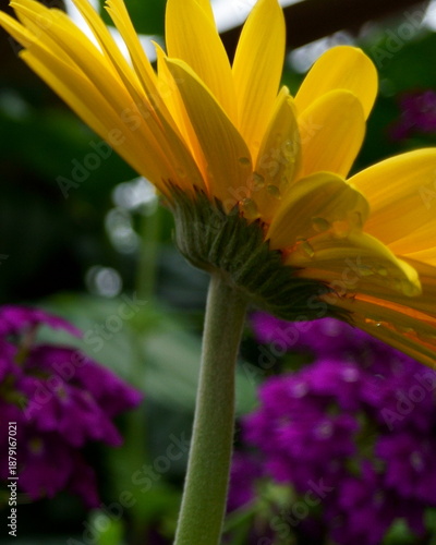 A Side View of a Vibrant Yellow Sunflower with Sunlight Coming from Above