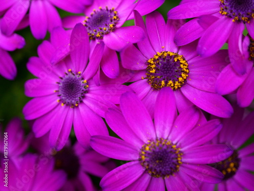Deep Purple Blossoms with Yellow Highlights in a Low Light Cluster