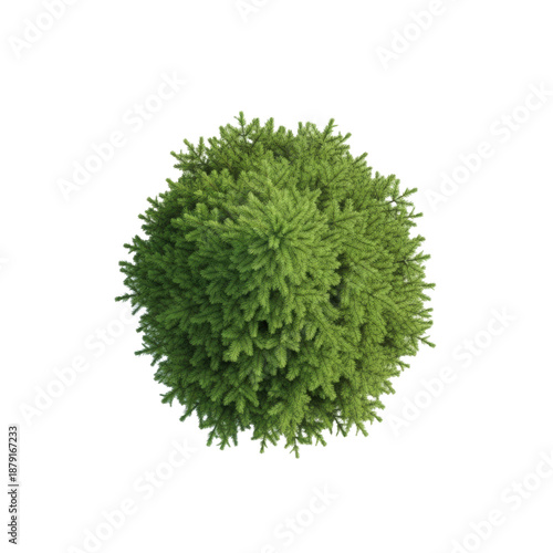 perfect, vibrant green, conical spruce tree rendered in photorealistic detail, isolated on a flawless white background, orthographic top-down view, concept for landscape architecture