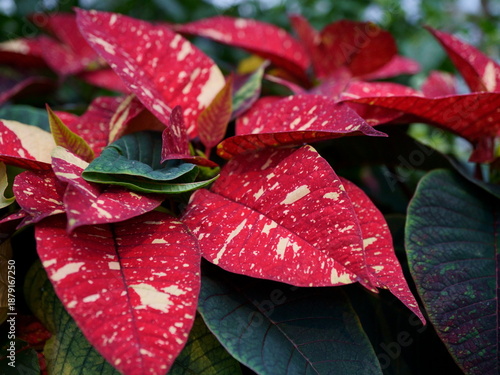 A Variegated Poinsettia in Vivid Red and White Interspersed with Rich Green Leaves