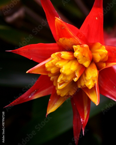 An Aggressive Red and Yellow Flower against a Dark Background