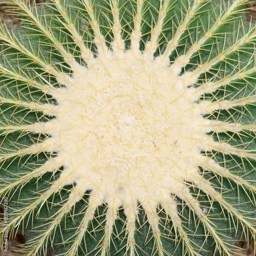 Top View of a Barrel Cactus with Radiating Rays of Spines around a Cream-colored Center