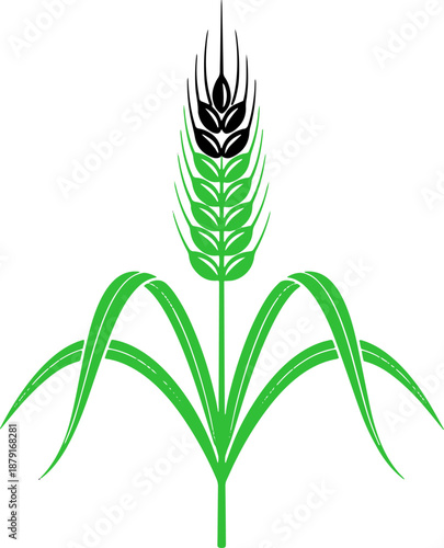 Green Wheat Plant with Grain Head.