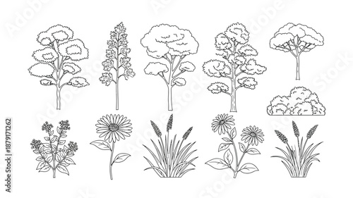 a collection of various plant species illustrated in black and white