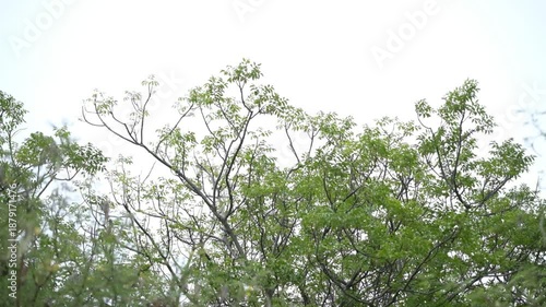 Natural view of leafy tree canopy with sunlight filtering through