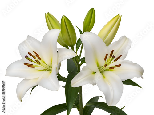 White lily flowers and buds isolated PNG with Transparent Background
