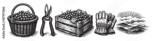 Black and white vector illustration shows a basket of grapes, shears, gloves, and a landscape in vintage engraving style. Use for farming, wine, or graphic design projects.