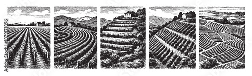 Black and white illustration showing multiple vineyard landscapes, showcasing flat land and terraced hill side farming, great for wine or travel related projects.