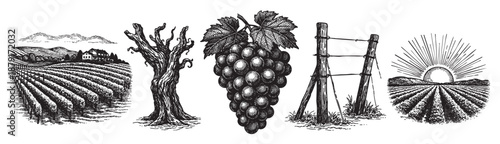 Collection of black and white vineyard illustrations including grape clusters, a dead tree, and fields, showcasing a rustic and vintage agricultural aesthetic.