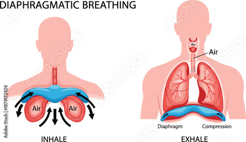 Diaphragmatic breathing process with inhale and exhale stages, airflow and diaphragm movement diagram, flat vector illustration