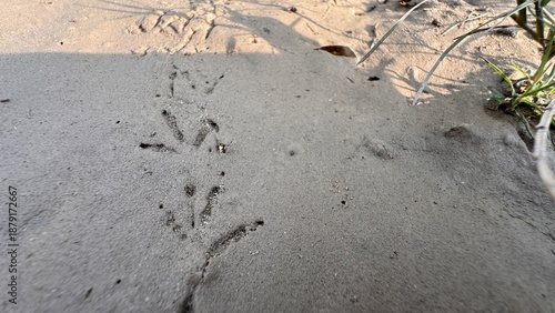 Animal footprints and tracks on sandy ground near grass showing wildlife movement nature behavior outdoor texture detail on white background