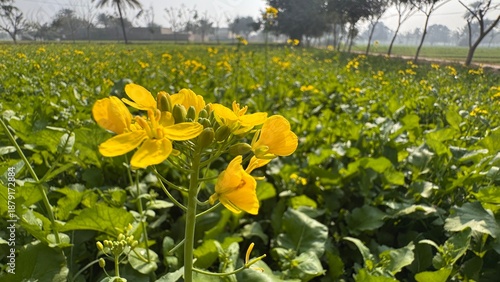 Yellow mustard flowers blooming in green agricultural field during spring season symbolizing farming growth rural landscape beauty on white background