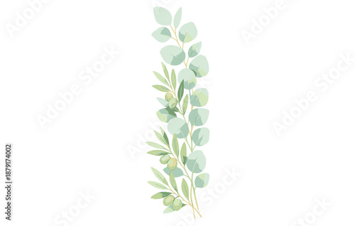 Eucalyptus and olive branch illustration with green leaves on white background
