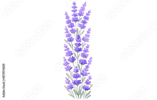 Vibrant purple lavender flowers with green leaves isolated on white background