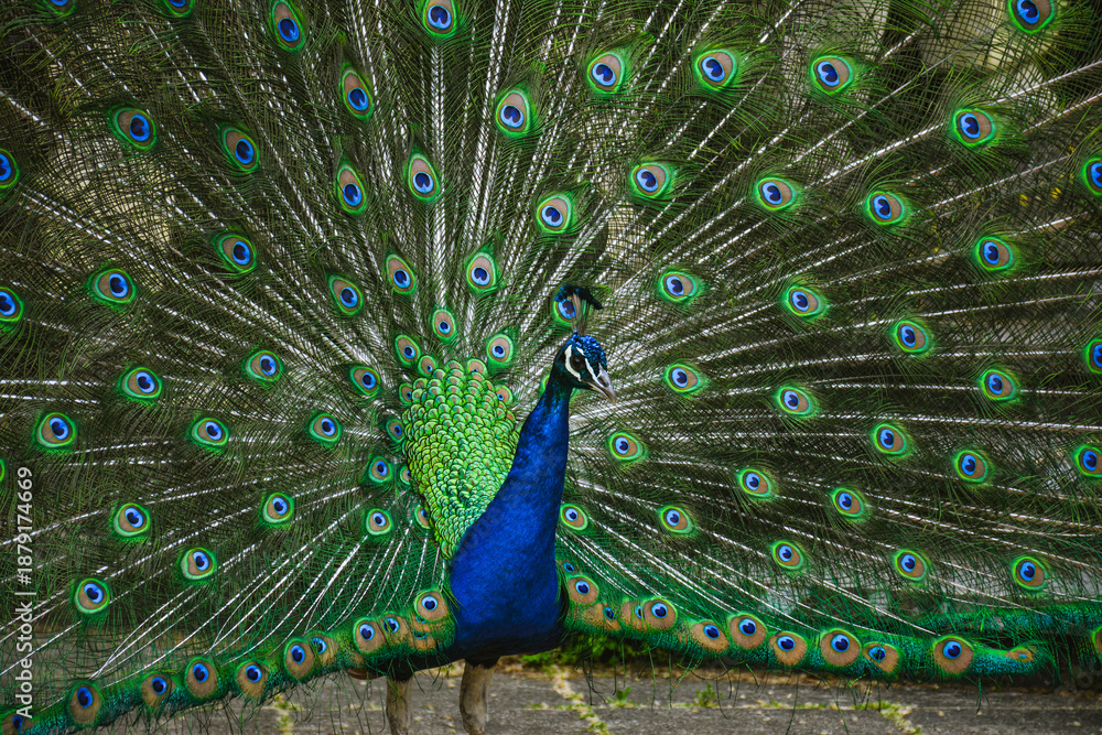 Obraz premium peacock with feathers