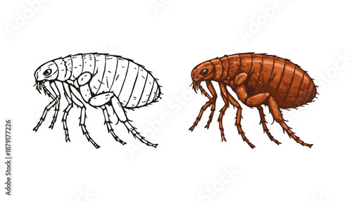 Detailed vector illustration of a flea insect in black outline and colored version. Realistic entomology drawing isolated on white, suitable for education, science, pest control and biology themes.