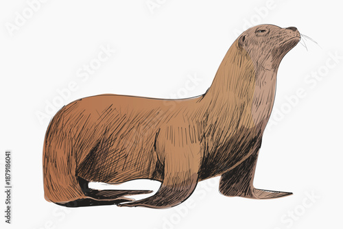 Sea Lion animal illustration vector