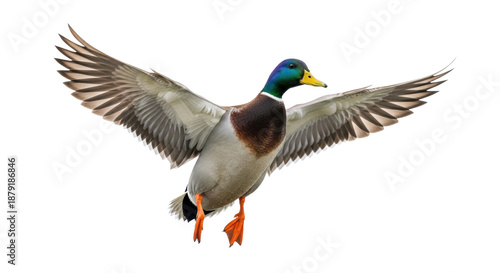 a stunningly detailed mallard drake with an iridescent emerald-green head and violet-blue speculum feathers, captured mid-flight against a high-key white background. Concept of controlled flight