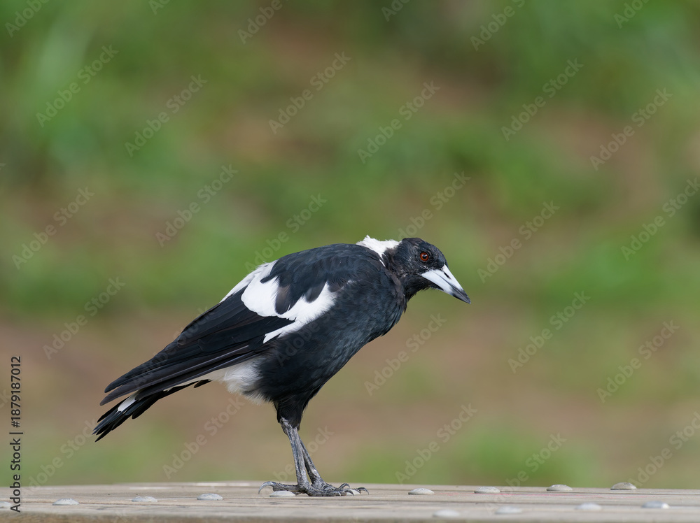 Obraz premium Australian Magpie (Gymnorhina tibicen) standing on a timber table top with out of focus grass embankment in background