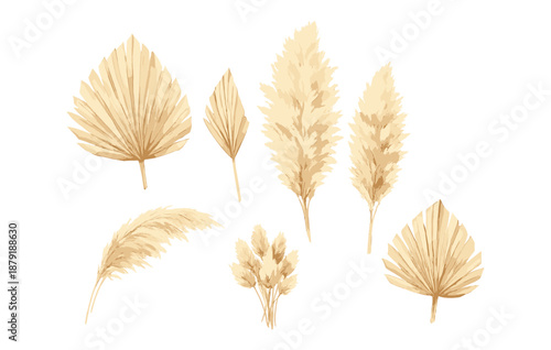 Collection of beige decorative dried palm and pampas grass leaves on white background