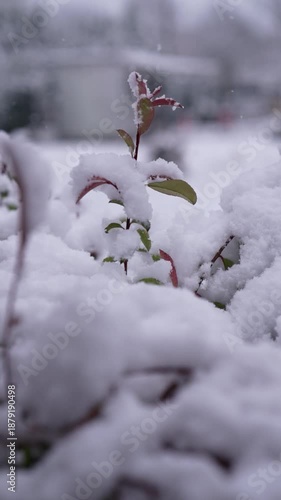 Slow-motion snowfall and nature, story video.
