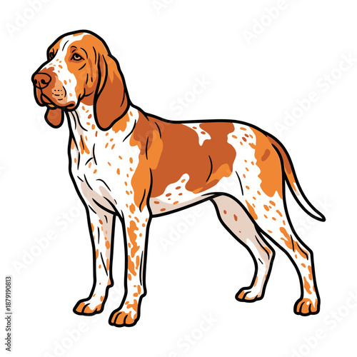 Bracco Italiano Purebred Dog, Studio Portrait Isolated on a White Background