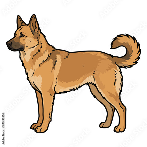 Chinook Purebred Dog, Studio Portrait Isolated on a White Background