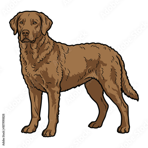Chesapeake Bay Retriever Purebred Dog, Studio Portrait Isolated on a White Background