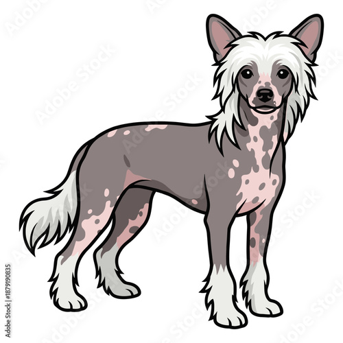 Chinese Crested Purebred Dog, Studio Portrait Isolated on a White Background