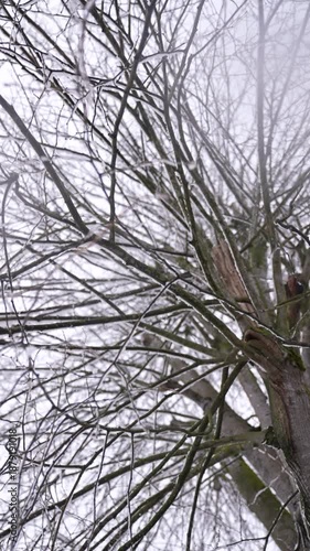 Slow-motion snowfall and nature, story video.