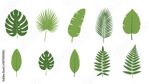 A curated collection of various vibrant green tropical leaves, featuring distinct monstera, fan palm, and fern types, neatly arranged in two organized rows on a clean white background.