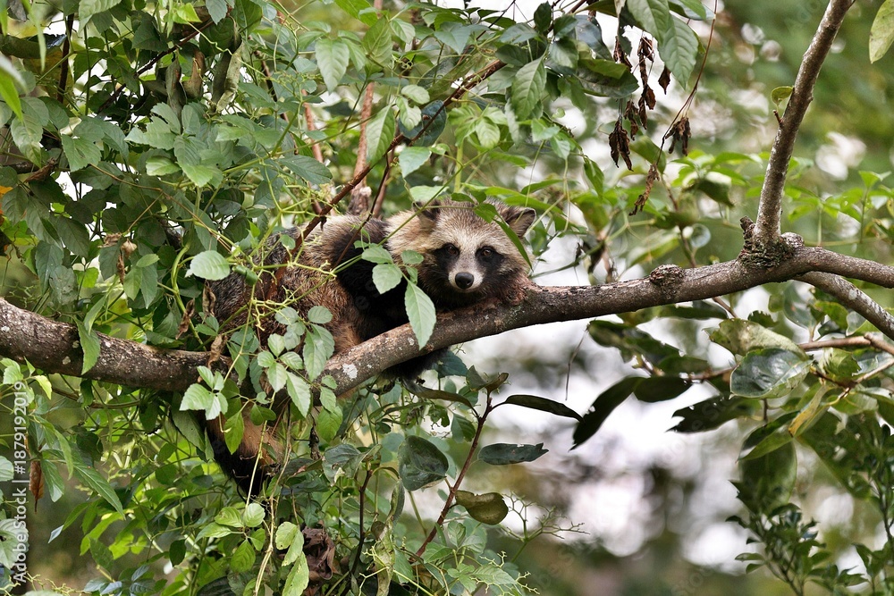 Obraz premium 木に登ったカメラ目線のタヌキ