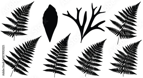 Collection of Black and White Fern Leaves and Tropical Foliage Silhouette Sketches
