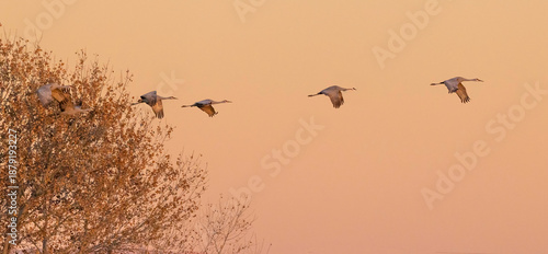 sandhill cranes in flight 