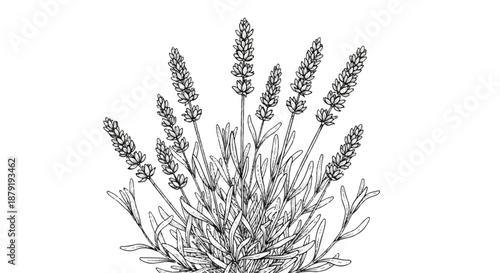 Elegant Black and White Sketch of Lavender Stems for Botanical Product Packaging and Design