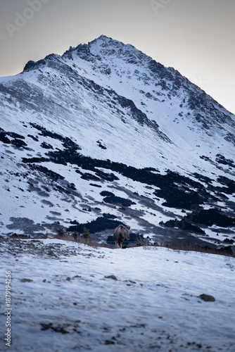 Moose on a morning in glen alps trailhead, anchorage, alaska, winter, snowy