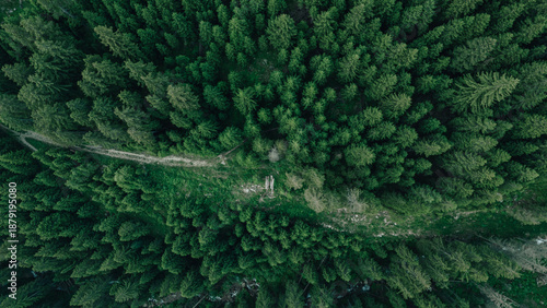 Fotografia Vue aérienne verticale d'un sentier forestier serpentant à travers une forêt de conifères dense et verdoyante