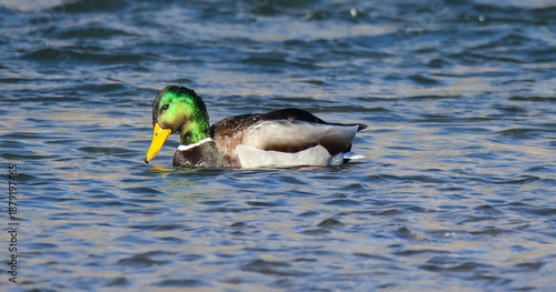 duck on the water