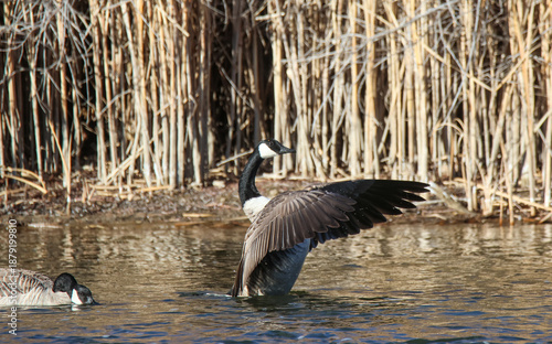 canada goose branta canadensis